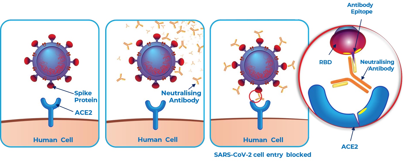 Neutralising-Antibodies